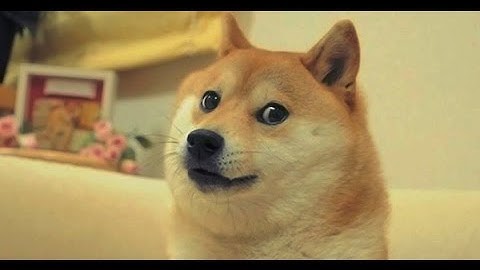 Viral Veemon Funny Montage 1