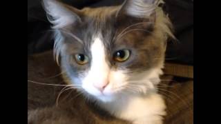 Maroon 5 - Animals Parody