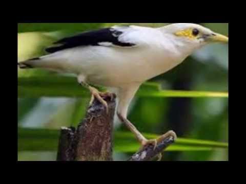 Burung jalak Bali Gacor Juara Nasional 