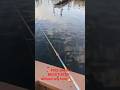 #PIKE explodes on#RomanMade#NEGOTIATOR#Glidebait#shchuka#bass#World#Shaula#Excense#dc#drt#italodisco