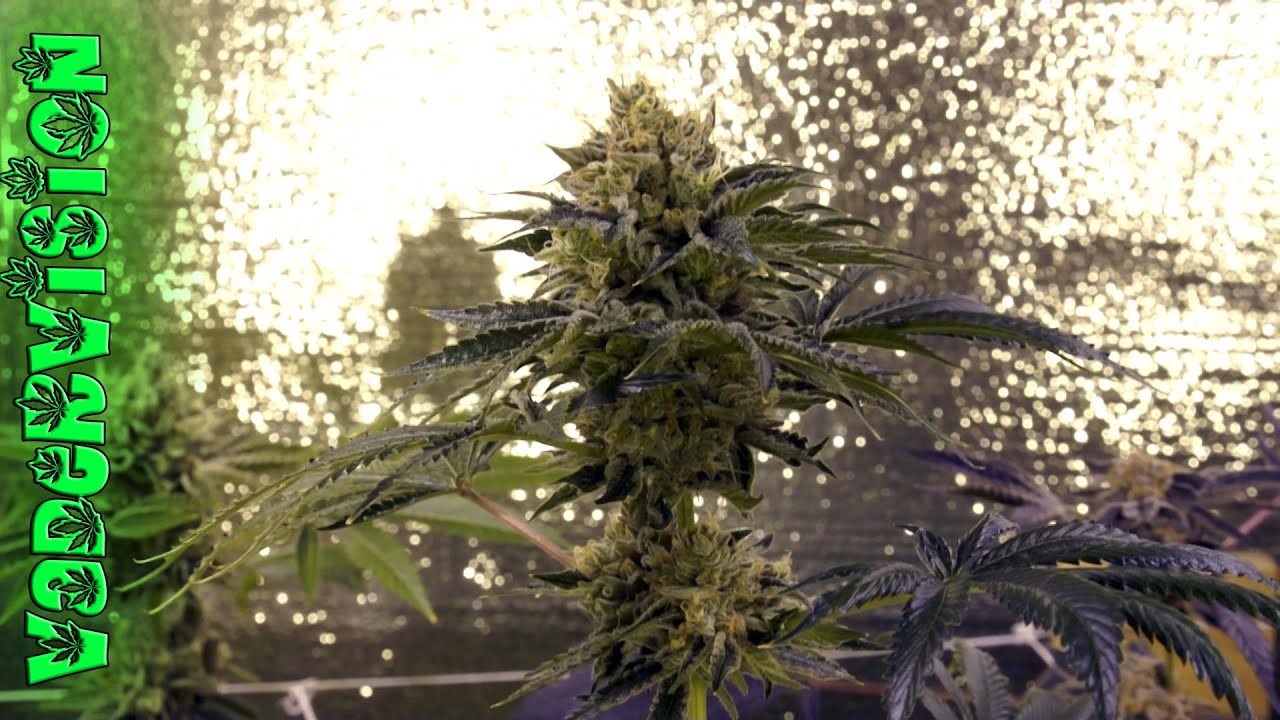 Cannabis Flush for Harvest