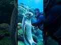 Trapped Seal Underwater #SealRescue #OceanStory #ScubaDiver #AnimalRescue #EmotionalStory