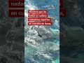 Imágenes inéditas de un ballena dando a luz en su hábitat natural