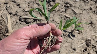 Early Season Crop Check