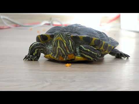 Do red eared sliders like their owners