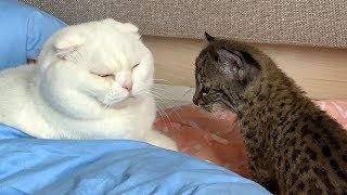 РЫСЕНОК ЗНАКОМИТСЯ С КОТОМ РЫСЕНОК ЗНАКОМИТСЯ С КОТОМ