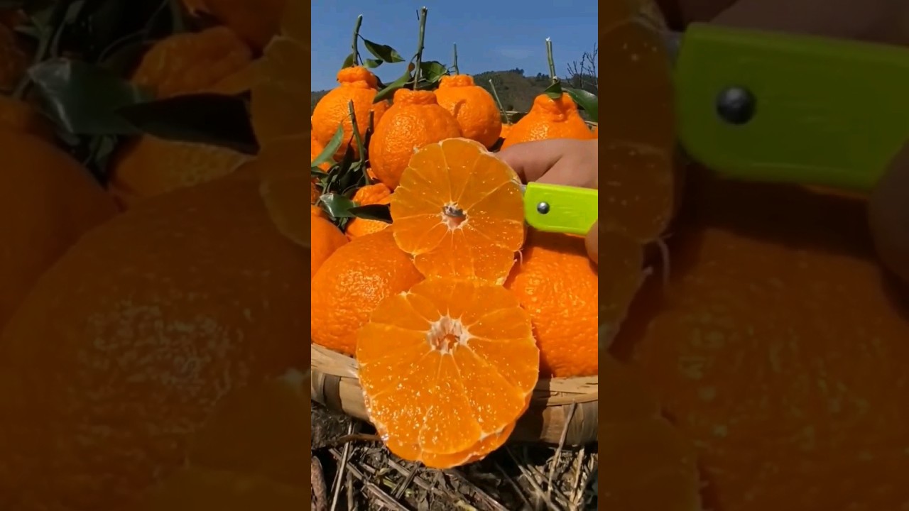 tangerine fruit || Citrus Delight: The tangerine Chronicles 