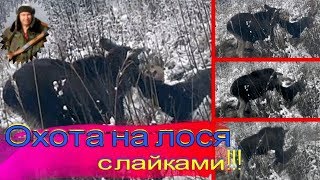 Охота на лося с лайками.#Hunt for moose with laikies# Охота на лося с лайками.#Hunt for moose with laikies#