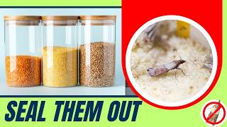 Stop Pantry Moths Before They Destroy Your Food!