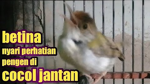 prenjak lumut betina gacor memanggil jantan