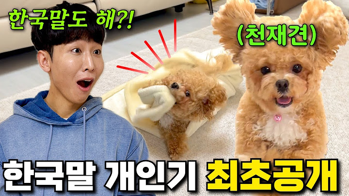 너 사람이야? 개야? 믿기지 않는 개인기 최초공개