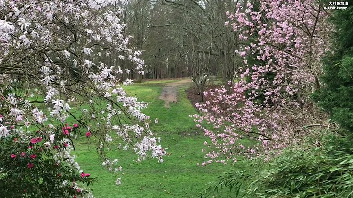 一步一景一画卷，一颦一笑一人生cherry blossom and bird’s singing #2024 England - DayDayNews