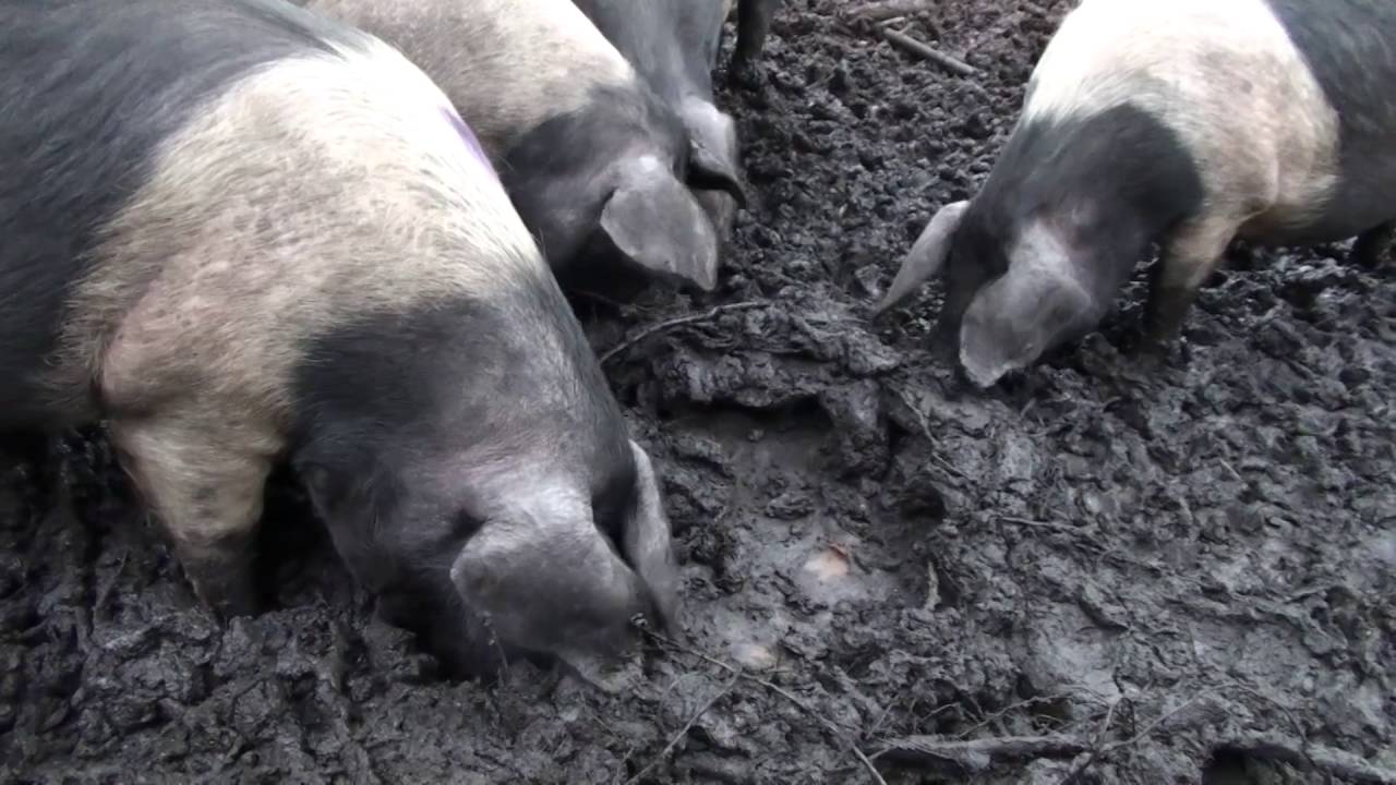 Pigs in Muck - YouTube