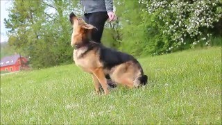 Obedience training by Klára Nováková 30,617 views 7 years ago 3 minutes, 6 seconds
