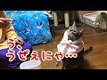 猫とクリスマス　ピンクサンタさんは紐がウザすぎる【唐草猫ムタさん】