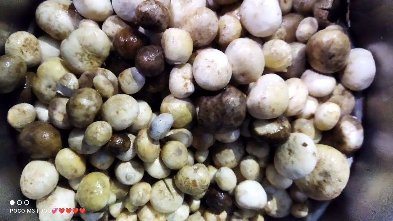 Nastya Volochkova jinsiy aloqa