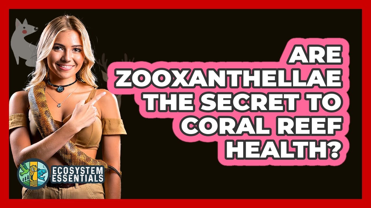 Are Zooxanthellae The Secret To Coral Reef Health? - Ecosystem Essentials