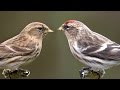 REDPOLLS - Guide to the ID of British Garden Birds No.4