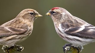 REDPOLLS - Путеводитель по идентификации британских садовых птиц № 4