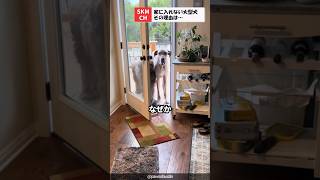 家の中に入ることができない2頭の大型犬