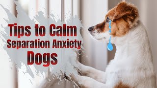 How to Calm Your Dog's Separation Anxiety