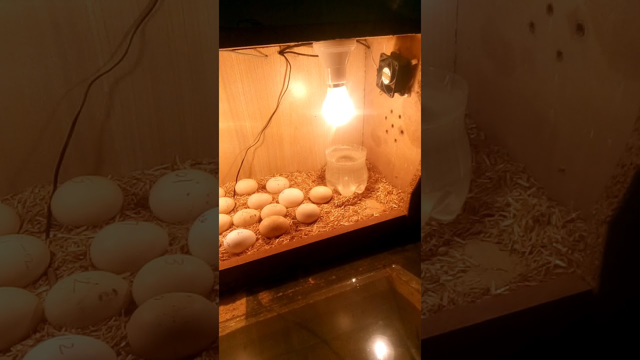 How To Make Home Made Incubator YouTube how-to-make-home-made-incubator-youtube