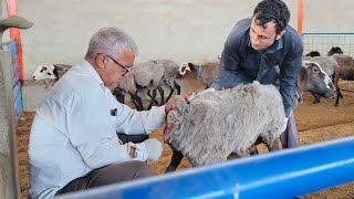 raising sheep for beginners , Keeping sheep