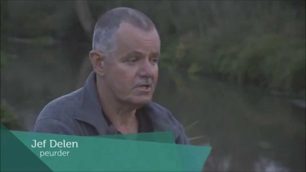 Rondje Provincie - Peuren op de Molse Nete