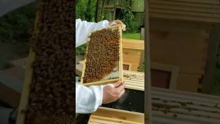 Week 6 Hive Check, Part 2.
