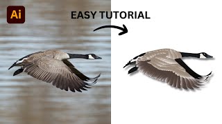How to Create a  Bird Vector  in adobe illustrator - Adobe Illustrator Tutorial
