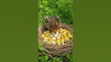 A man Hatching ducklings to feed #duck #nest #ducklings