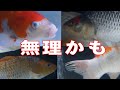 【錦鯉】水槽飼育は難しいかも