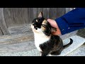 神社にいたら変わった柄の三毛猫がモフられにやって来た