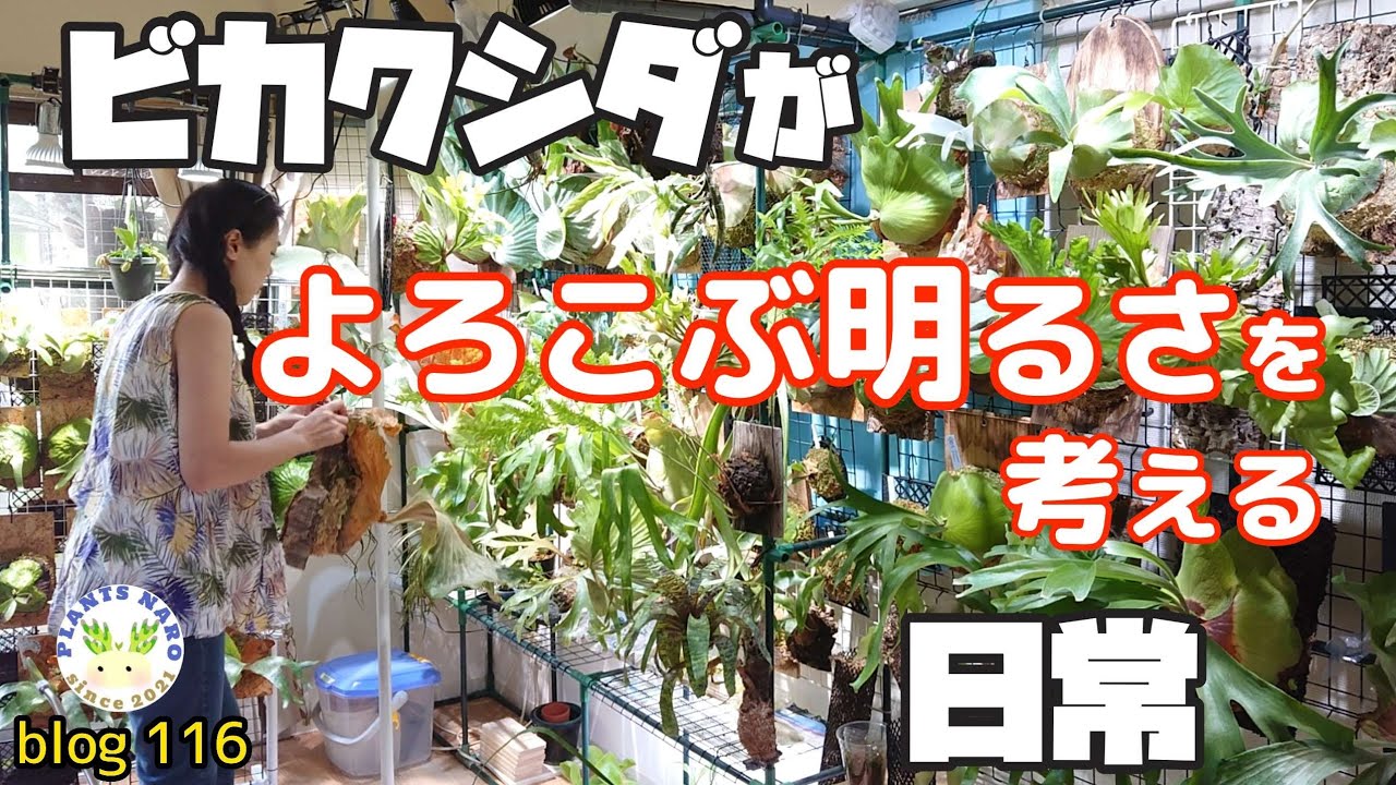 【明るいの!?】窓際近くのビカクシダ🌱