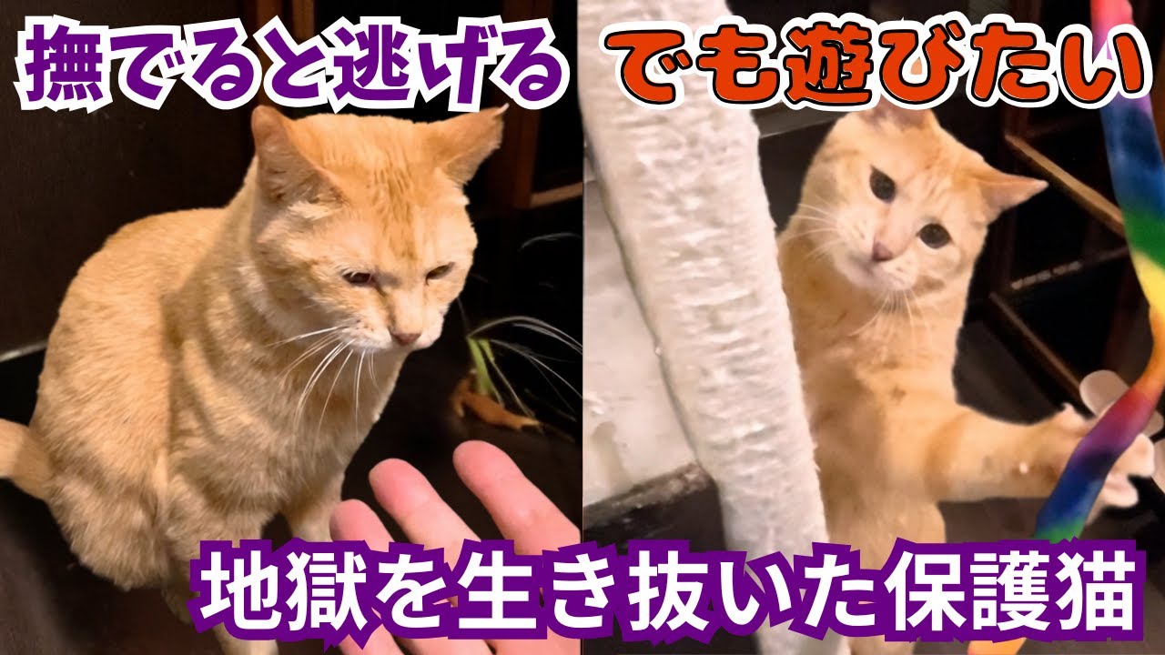 A brown tabby cat rescued from the hell of a 100-cat hoarding