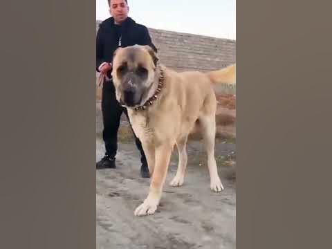 khorasani Dog 🐕 . لطفا گوش سگ را نبرید و زنگوله به دور گردنش آویزان