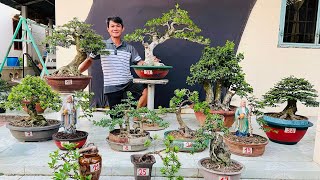 Cây bonsai đa dạng O9489O5O2O Minh Đông chào bán 29/3 rất nhiều loại bonsai thành phẩm