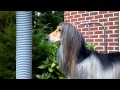 Axel the Afghan Hound gets ready for the show