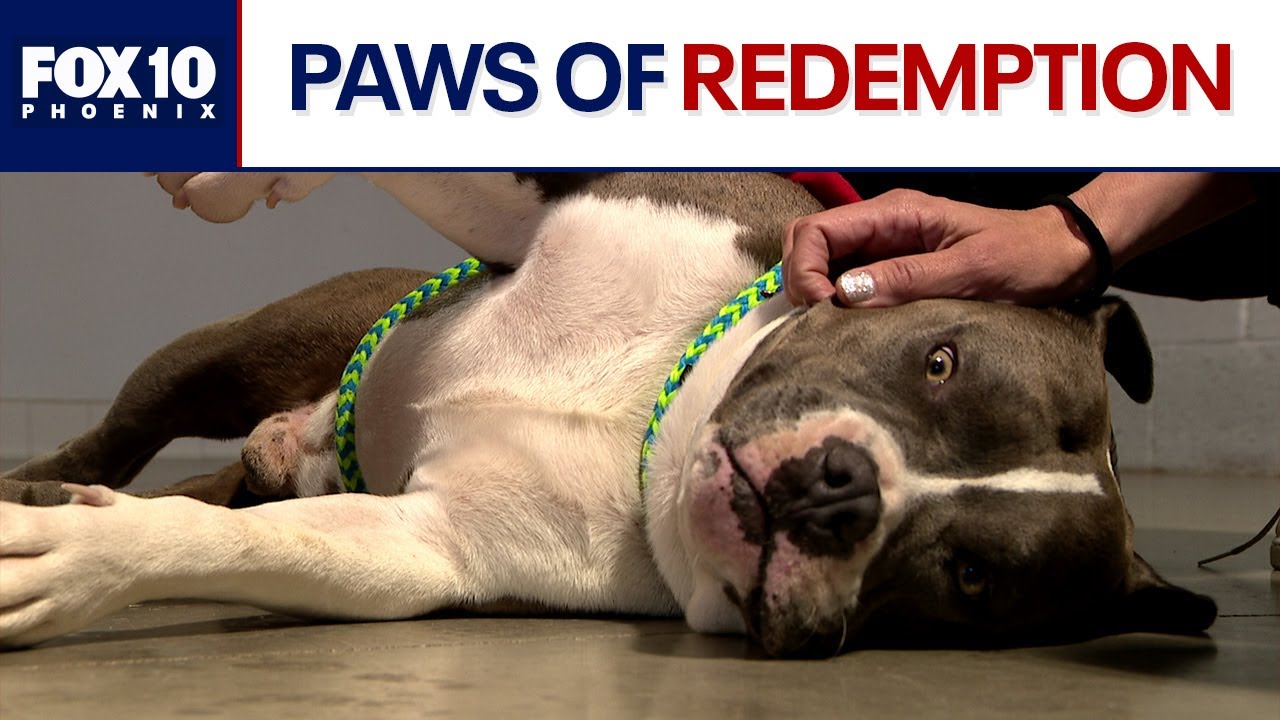 Arizona prison pairing inmates up with rescue dogs | FOX 10 Phoenix ...