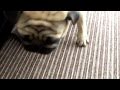 Pugs Playing (HD)