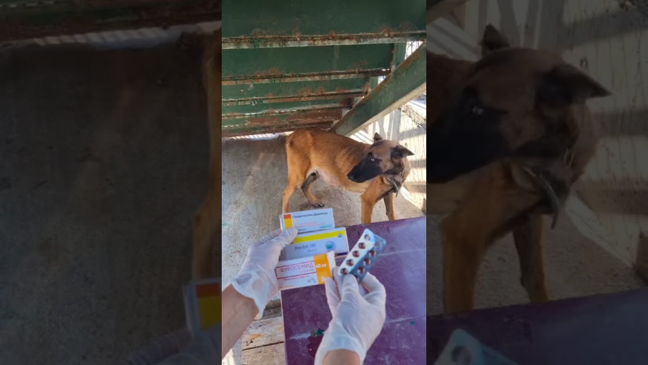 ТбилисиГрузияПриютТамазаЭлизбарашвили "Paypal"                           Elizbarashvilidog@yahoo.com