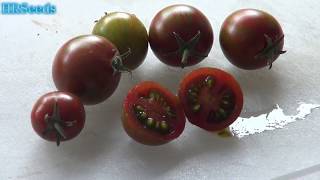⟹ Black Zebra Tomato | Solanum lycopersicum | Tomato Review 2019