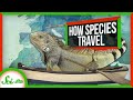 How Did You Get Here?! (Unexpected Ways Species Travel the World)