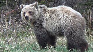 Cautious grizzly bear's first spring after separating from mom.