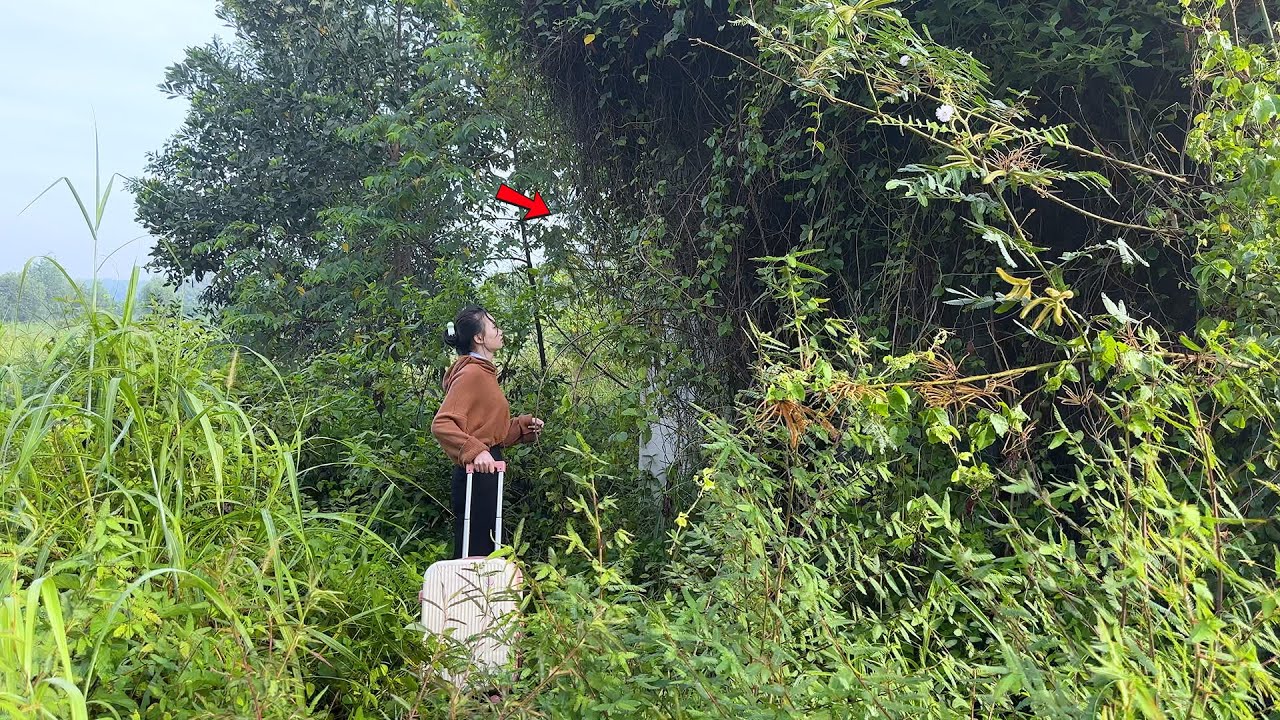 Дом, заброшенный много лет назад, был куплен женщиной-репортером, что удивило всех.