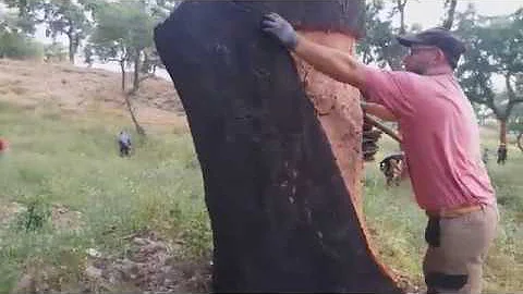 Como retirar a cortiça?