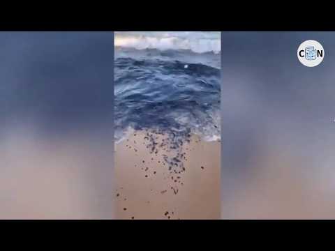 Manchas de óleo voltam a aparecer em seis praias do RN