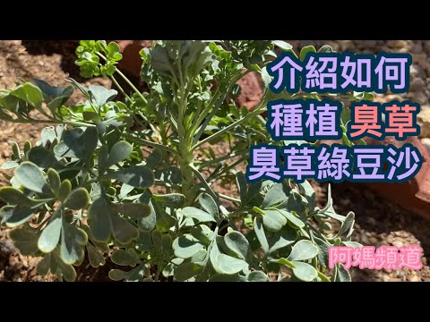 自家種植臭草香料，最適合煮綠豆沙糖水???? 天氣這麼熱綠豆沙消暑有解毒