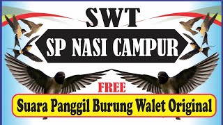 SP Nasi Campur Walet Putih A (suara panggil walet paling bersih) || free swiftlet call sound