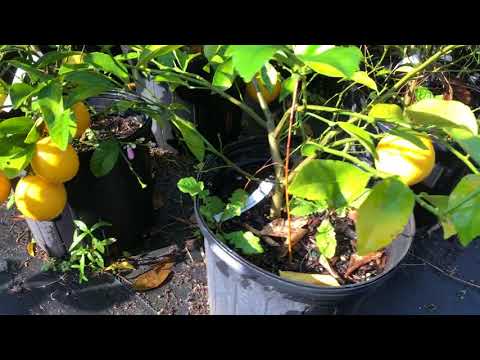 Video Vuon cay giong - youtube